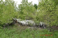 Каргалинско-Самарские сыртовые колки