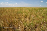 Урочище Артыкколь
