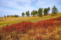 Петровские одиночные сосны