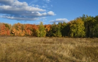 Шулаевский лес