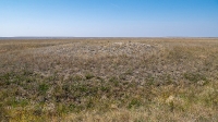 Курганы у Верхне-Чибендинских меловых гор. Август 2021 года