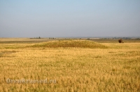 Степные урочища с курганами 