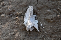 Степные урочища с курганами 