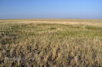 Степные урочища с курганами 