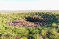 Урочище Иш-Оба. Май 2014 года