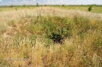 Курган