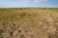 Курган