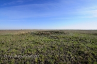 Курганная группа
