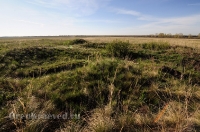 Курганная группа