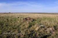 Курганная группа