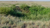 Четыре кургана близ села Карабутак. Май 2021 года