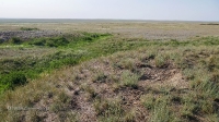 Четыре кургана близ села Карабутак. Май 2021 года
