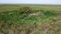 Курганы у дороги Гай-Оренбург