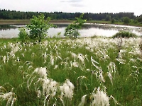 Бузулукский район