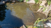 Саринский водопад
