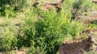 Водопады на реке Янгиз