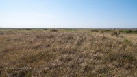 Старое кладбище со стелой-кулпытасом близ села Буранчи. Август 2021 года