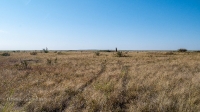 Старое кладбище со стелой-кулпытасом близ села Буранчи. Август 2021 года