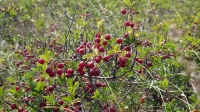 Степной вишарник
