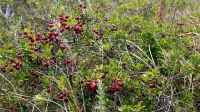 Степной вишарник