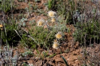 Городской округ Орск