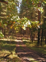 Бузулукский бор
