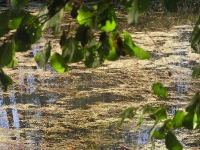 Бузулукский бор