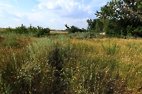 Село Чаган