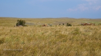 Кладбище близ аула Коинсай (Каинсай)