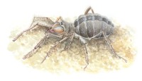 Каспийский галеод – Galeodes caspius