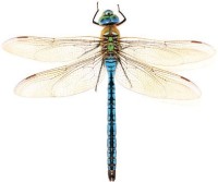 Дозорщик-император – Anax imperator