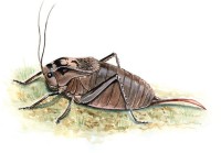 Севчук Сервилла – Onconotus servillei