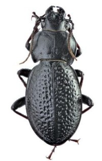 Венгерская жужелица – Carabus hungaricus
