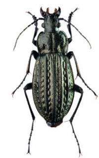 Жужелица Менетрие – Carabus menetriesi