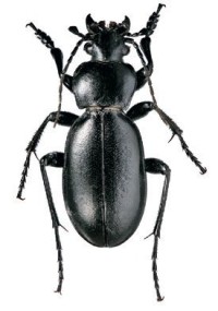 Бессарабская жужелица – Carabus bessarabicus