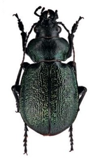 Сетчатый красотел – Callisthenes reticulatus