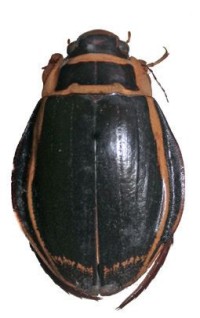 Широкий плавунец – Dytiscus latissimus