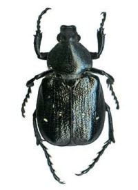 Изменчивый восковик – Gnorimus variabilis