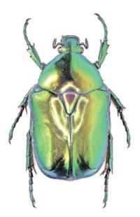 Красивейшая бронзовка – Protaetia speciosissima
