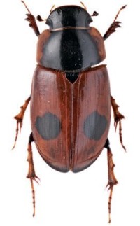 Двупятнистый афодий – Aphodius bimaculatus