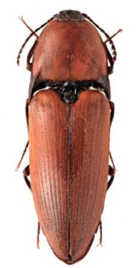 Ржаво-красный щелкун – Elater ferrugineus