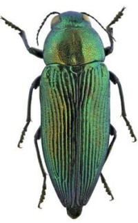 Дубовая златка – Eurythyrea quercus