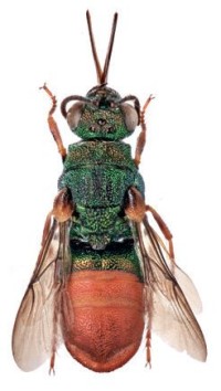 Крупный парнопес – Parnopes grandior