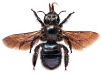 Карликовая ксилокопа – Xylocopa iris