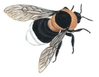 Необыкновенный шмель – Bombus paradoxus