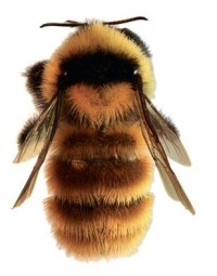 Армянский шмель – Bombus armeniacus
