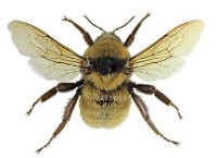 Степной шмель – Bombus fragrans