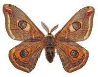 Малая павлиноглазка – Saturnia pavonia