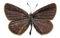 Голубянка римн – Neolycaena rhymnus