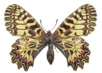 Поликсена – Zerynthia polyxena